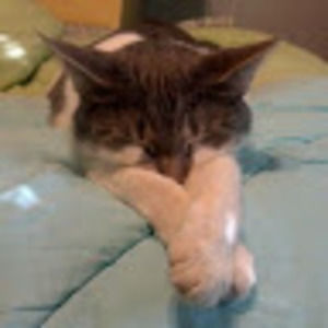 Meet your Posher, Lorien